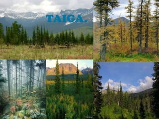 TAIGA.
 