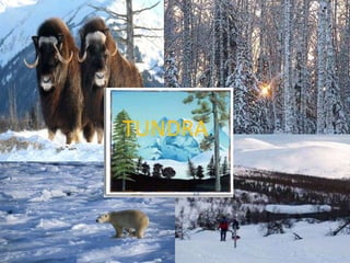 TUNDRA.
 