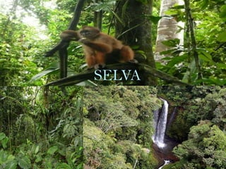 SELVA
 