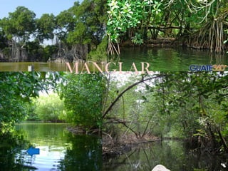 MANGLAR.
 