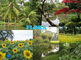 FLORA
 