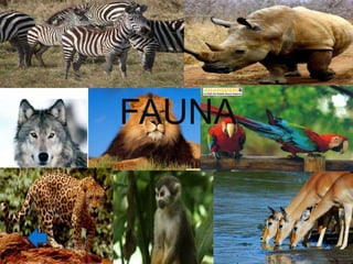 FAUNA
 
