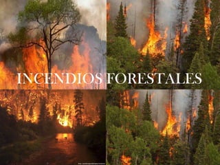 INCENDIOS FORESTALES
 