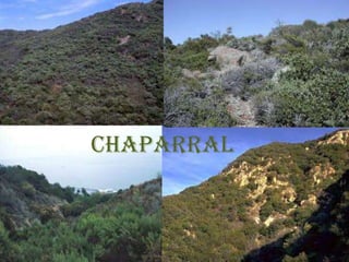 CHAPARRAL
 