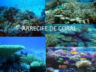 ARRECIFE DE CORAL
 