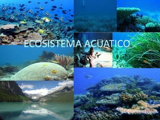 ECOSISTEMA ACUATICO.
 