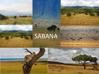 SABANA.
 
