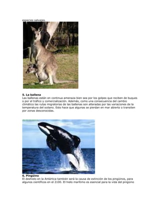 especies salvajes.




5. La ballena
Las ballenas están en continua amenaza bien sea por los golpes que reciben de buques
o por el tráfico y comercialización. Además, como una consecuencia del cambio
climático las rutas migratorias de las ballenas son alteradas por las variaciones de la
temperatura del océano. Esto hace que algunas se pierdan en mar abierto o transiten
por zonas desconocidas.




6. Pingüino
El deshielo en la Antártica también será la causa de extinción de los pingüinos, para
algunos científicos en el 2100. El hielo marítimo es esencial para la vida del pingüino
 