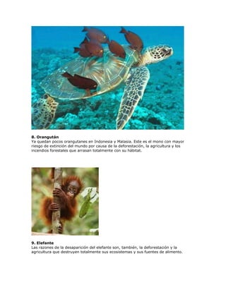 8. Orangután
Ya quedan pocos orangutanes en Indonesia y Malasia. Este es el mono con mayor
riesgo de extinción del mundo por causa de la deforestación, la agricultura y los
incendios forestales que arrasan totalmente con su hábitat.




9. Elefante
Las razones de la desaparición del elefante son, también, la deforestación y la
agricultura que destruyen totalmente sus ecosistemas y sus fuentes de alimento.
 