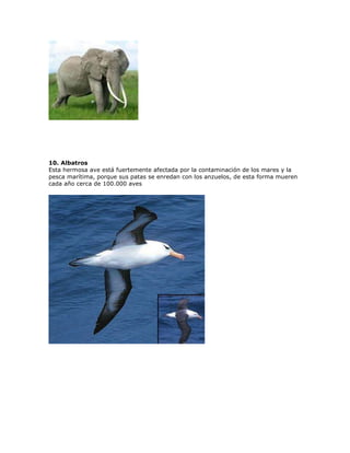 10. Albatros
Esta hermosa ave está fuertemente afectada por la contaminación de los mares y la
pesca marítima, porque sus patas se enredan con los anzuelos, de esta forma mueren
cada año cerca de 100.000 aves
 