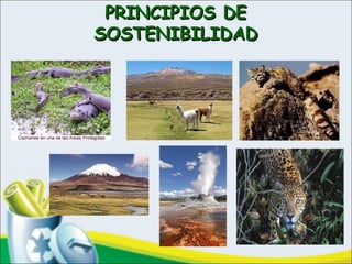PRINCIPIOS DEPRINCIPIOS DE
SOSTENIBILIDADSOSTENIBILIDAD
 