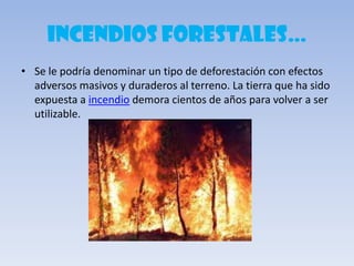 INCENDIOS FORESTALES…
• Se le podría denominar un tipo de deforestación con efectos
adversos masivos y duraderos al terreno. La tierra que ha sido
expuesta a incendio demora cientos de años para volver a ser
utilizable.
 