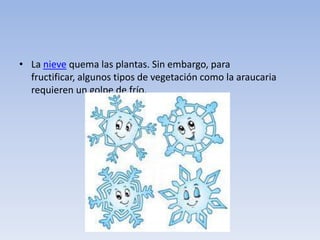 • La nieve quema las plantas. Sin embargo, para fructificar,
algunos tipos de vegetación como la araucaria requieren un
golpe de frío.
 