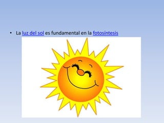 • La luz del sol es fundamental en la fotosíntesis
 