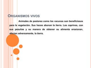 ORGANISMOS VIVOS
Animales de pastoreo como los vacunos son beneficiosos
para la vegetación. Sus heces abonan la tierra. Los caprinos, con

sus pezuñas y su manera de obtener su alimento erosionan,
afectan adversamente, la tierra.

 