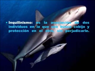  Inquilinismo:

es la asociación de dos
individuos en la que uno busca cobijo y
protección en el otro, sin perjudicarle.

 