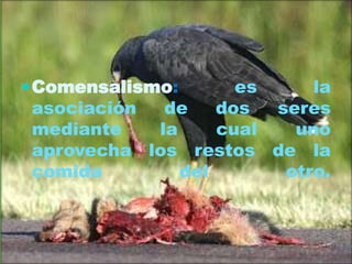  Comensalismo:

es
la
asociación
de
dos
seres
mediante
la
cual
uno
aprovecha los restos de la
comida
del
otro.

 
