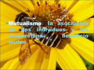 Mutualismo: la asociación
de dos individuos y les
proporciona
beneficio

mutuo

 