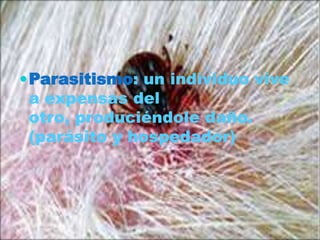  Parasitismo: un individuo vive

a expensas del
otro, produciéndole daño.
(parásito y hospedador)

 