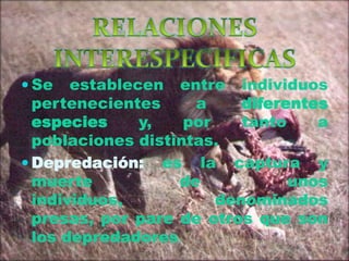  Se

establecen entre individuos
pertenecientes
a
diferentes
especies
y,
por
tanto
a
poblaciones distintas.
 Depredación: es la captura y
muerte
de
unos
individuos,
denominados
presas, por pare de otros que son
los depredadores.

 