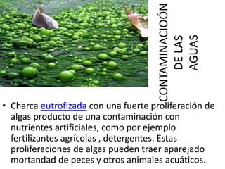 CONTAMINACIOÓN
DELAS
AGUAS
• Charca eutrofizada con una fuerte proliferación de
algas producto de una contaminación con
nutrientes artificiales, como por ejemplo
fertilizantes agrícolas , detergentes. Estas
proliferaciones de algas pueden traer aparejado
mortandad de peces y otros animales acuáticos.
 