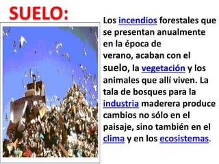 SUELO: Los incendios forestales que
se presentan anualmente
en la época de
verano, acaban con el
suelo, la vegetación y los
animales que allí viven. La
tala de bosques para la
industria maderera produce
cambios no sólo en el
paisaje, sino también en el
clima y en los ecosistemas.
