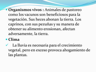  
Organismos vivos: Animales depastoreo como los vacunos son beneficiosos para la vegetación. Sus hecesabonanla tierra. Los caprinos, con sus pezuñas y su manera de obtener su alimentoerosionan, afectan adversamente, la tierra. 
 
Clima 
 
Lalluviaes necesaria para el crecimiento vegetal, pero en exceso provoca ahogamiento de las plantas.  