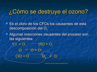 ¿CCóómmoo ssee ddeessttrruuyyee eell oozzoonnoo?? 
 EEss eell cclloorroo ddee llooss CCFFCCss llooss ccaauussaanntteess ddee eessttaa 
ddeessccoommppoossiicciióónn ddeell OO33.. 
 AAllgguunnaass rreeaacccciioonneess ccaauussaanntteess ddeell pprroocceessoo ssoonn 
llaass ssiigguuiieenntteess:: 
CCll ++ OO33 CCllOO ++ OO22 
OO22 
RRUUVV 
OO ++ OO 
CCllOO ++ OO CCll ++ OO22 
ssee lliibbeerraa eell cclloorroo qquuee vvuueellvvee aa ddeessttrruuiirr mmááss mmoollééccuullaass ddee oozzoonnoo 
 