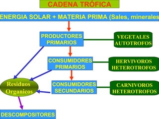 PRODUCTORES
PRIMARIOS
CONSUMIDORES
SECUNDARIOS
CONSUMIDORES
PRIMARIOS
DESCOMPOSITORES
VEGETALES
AUTOTROFOS
HERVIVOROS
HETEROTROFOS
CARNIVOROS
HETEROTROFOS
ENERGIA SOLAR + MATERIA PRIMA (Sales, minerales
Residuos
Organicos
CADENA TRÓFICA
 