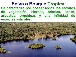 Se caracteriza por poseer todos los estratos
de vegetación: hierbas, árboles, lianas,
arbustos, orquídeas y una infinidad de
especies animales.
Selva o Bosque Tropical
 