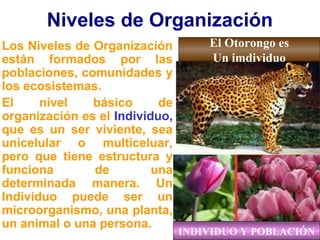 Niveles de Organización
Los Niveles de Organización
están formados por las
poblaciones, comunidades y
los ecosistemas.
El nivel básico de
organización es el Individuo,
que es un ser viviente, sea
unicelular o multiceluar,
pero que tiene estructura y
funciona de una
determinada manera. Un
Individuo puede ser un
microorganismo, una planta,
un animal o una persona.
El Otorongo es
Un imdividuo
INDIVIDUO Y POBLACIÓN
 