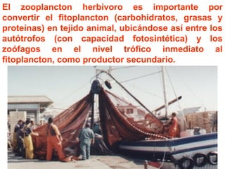 El zooplancton herbívoro es importante por
convertir el fitoplancton (carbohidratos, grasas y
proteínas) en tejido animal, ubicándose así entre los
autótrofos (con capacidad fotosintética) y los
zoófagos en el nivel trófico inmediato al
fitoplancton, como productor secundario.
 