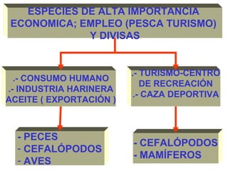 ESPECIES DE ALTA IMPORTANCIA
ECONOMICA; EMPLEO (PESCA TURISMO)
Y DIVISAS
.- CONSUMO HUMANO
.- INDUSTRIA HARINERA
ACEITE ( EXPORTACIÓN )
.- TURISMO-CENTRO
DE RECREACIÓN
.- CAZA DEPORTIVA
- PECES
- CEFALÓPODOS
- AVES
- CEFALÓPODOS
- MAMÍFEROS
 