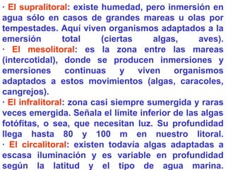 · El supralitoral: existe humedad, pero inmersión en
agua sólo en casos de grandes mareas u olas por
tempestades. Aquí viven organismos adaptados a la
emersión total (ciertas algas, aves).
· El mesolitoral: es la zona entre las mareas
(intercotidal), donde se producen inmersiones y
emersiones continuas y viven organismos
adaptados a estos movimientos (algas, caracoles,
cangrejos).
· El infralitoral: zona casi siempre sumergida y raras
veces emergida. Señala el límite inferior de las algas
fotófitas, o sea, que necesitan luz. Su profundidad
llega hasta 80 y 100 m en nuestro litoral.
· El circalitoral: existen todavía algas adaptadas a
escasa iluminación y es variable en profundidad
según la latitud y el tipo de agua marina.
 