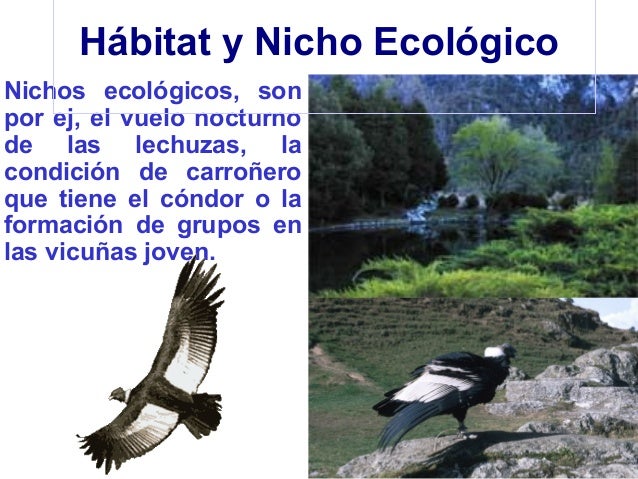 Habitat Y Nicho Ecologico Del Aguila es.slideshare.net