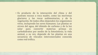 • Es producto de la interacción del clima y del
sustrato rocoso o roca madre, como las morrenas
glaciares y las rocas sedimentarias, y de la
vegetación. De todos ellos dependen los organismos
vivos, incluyendo los seres humanos. Las plantas se
sirven del agua, del dióxido de carbono y de la luz
solar para convertir materias primas en
carbohidratos por medio de la fotosíntesis; la vida
animal, a su vez, depende de las plantas en una
secuencia de vínculos interconectados conocida
como red trófica.
 
