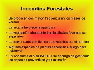 Incendios Forestales

Se producen con mayor frecuencia en los meses de
verano

La sequía favorece la aparición

La vegetación abundante tras las lluvias favorece su
expansión

La mayor parte de ellos son provocados por el hombre

Algunas especies de plantas necesitan el fuego para
sobrevivir

En Andalucía el plan INFOCA se encarga de gestionar
los aspectos preventivos y de extinción
 