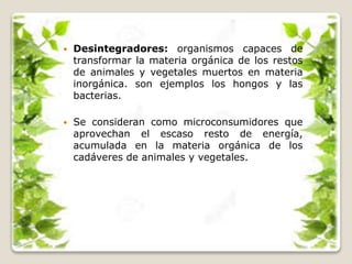  Desintegradores: organismos capaces de
transformar la materia orgánica de los restos
de animales y vegetales muertos en materia
inorgánica. son ejemplos los hongos y las
bacterias.
 Se consideran como microconsumidores que
aprovechan el escaso resto de energía,
acumulada en la materia orgánica de los
cadáveres de animales y vegetales.
 