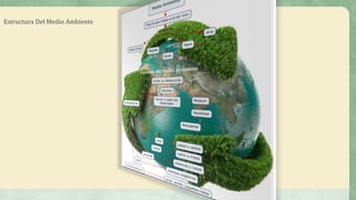 Estructura Del Medio Ambiente