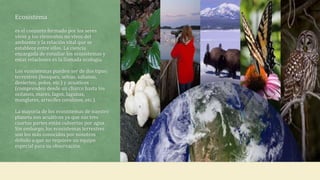 Ecosistema
es el conjunto formado por los seres
vivos y los elementos no vivos del
ambiente y la relación vital que se
establece entre ellos. La ciencia
encargada de estudiar los ecosistemas y
estas relaciones es la llamada ecología.
Los ecosistemas pueden ser de dos tipos:
terrestres (bosques, selvas, sabanas,
desiertos, polos, etc.) y acuáticos
(comprenden desde un charco hasta los
océanos, mares, lagos, lagunas,
manglares, arrecifes coralinos, etc.).
La mayoría de los ecosistemas de nuestro
planeta son acuáticos ya que sus tres
cuartas partes están cubiertas por agua.
Sin embargo, los ecosistemas terrestres
son los más conocidos por nosotros
debido a que no requiere un equipo
especial para su observación.