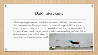 Dato interesante
• El aire que respiramos es otro de los elementos del medio ambiente que
alteramos considerablemente a causa de nuestra irresponsabilidad y por
negarnos a usar nuestro cuerpo tal y como hacen el resto de los animales. Si
los automóviles existieran para asistir a individuos con discapacidades físicas
o simplemente para realizar viajes de larga distancia, quizás sería más
aceptable considerarlos indispensables.
 