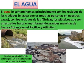 El agua lo contaminamos principalmente con los residuos de
las ciudades (el agua que usamos las personas en nuestras
casas), con los residuos de las fábricas, los plásticos que son
arrastrados hasta el mar formando grandes manchas de
basura flotante en el Pacífico y Atlántico
Plásticos sacados (18 kg) del
estómago de un cachalote muerto
en la costa de Granada
 