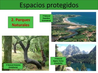 Espacios protegidos
2. Parques
Naturales
P Natural
Oyambre
(Cantabria)
P Natural Aracena
(Andalucía)
P Natural
Aigües Tortes
(Cataluña)
 