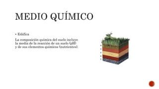  Edáfica
La composición química del suelo incluye
la media de la reacción de un suelo (pH)
y de sus elementos químicos (nutrientes).
 