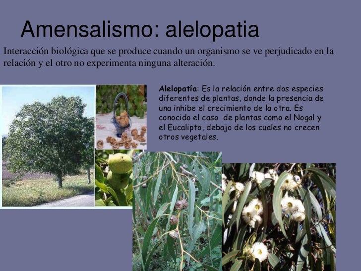 Interaccion biologics de los liquenes pdf