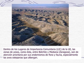 Dentro de los Lugares de Importancia Comunitaria (LIC) de la UE, las zonas de yesos, como ésta, entre Belchite y Mediana (Zaragoza), son de atención prioritaria por sus endemismos de flora y fauna, especialmente las aves esteparias que albergan. 
