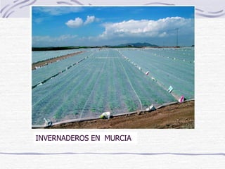 INVERNADEROS EN  MURCIA  