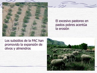 Los subsidios de la PAC han promovido la expansión de olivos y almendros El excesivo pastoreo en pastos pobres acentúa la erosión 