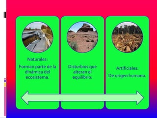 Naturales:
Forman parte de la
dinámica del
ecosistema.
Disturbios que
alteran el
equilibrio:
Artificiales:
De origen humano.
 