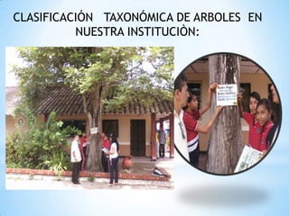CLASIFICACIÓN TAXONÓMICA DE ARBOLES EN
          NUESTRA INSTITUCIÒN:
 